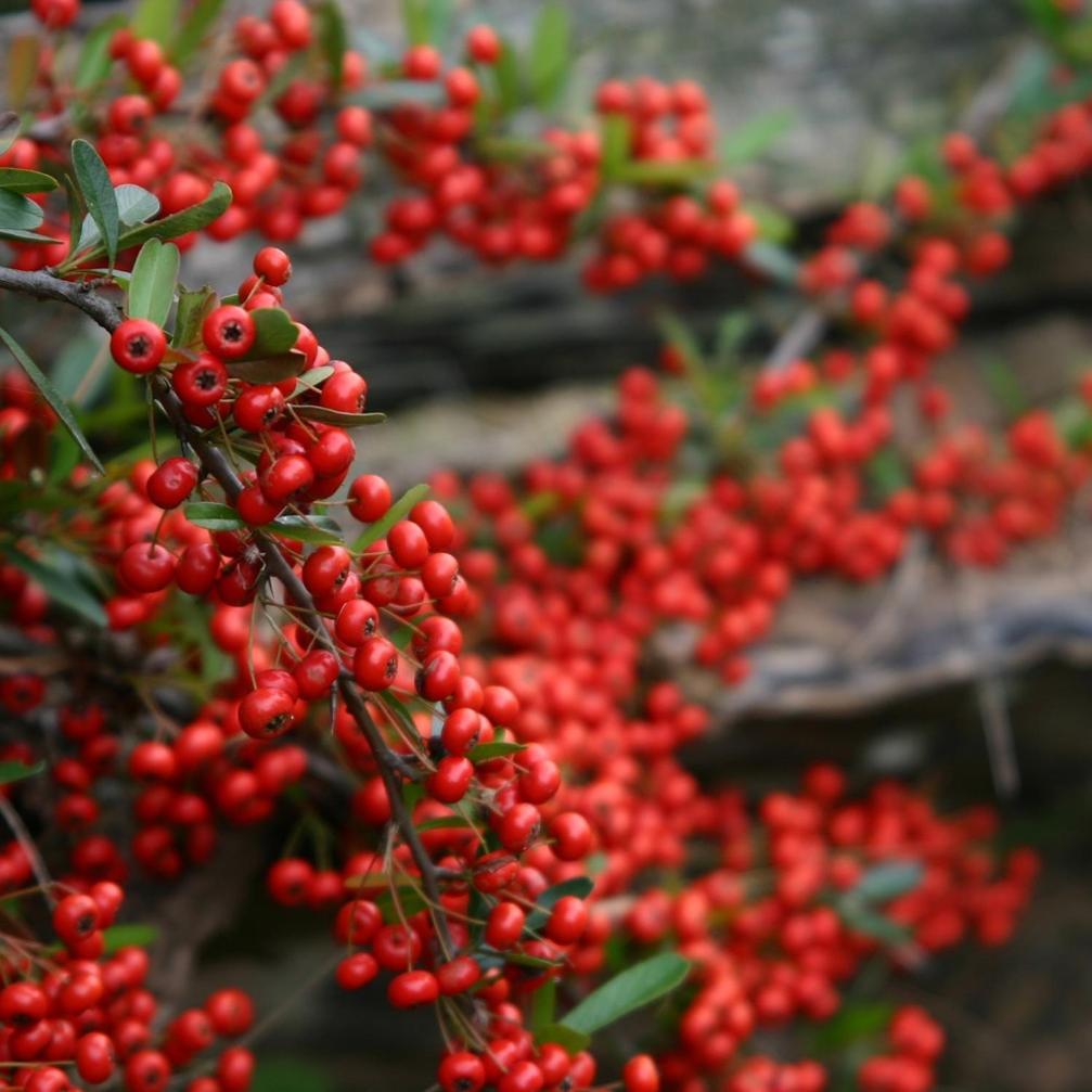 Cabanas Pyracantha Esquel Buitenkant foto
